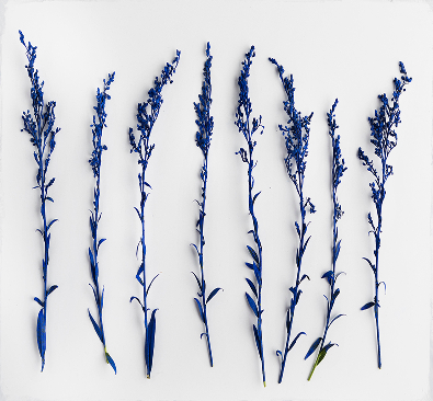 青いドライフラワー