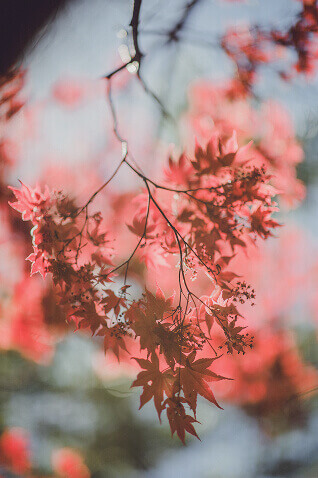 紅葉の背景画像