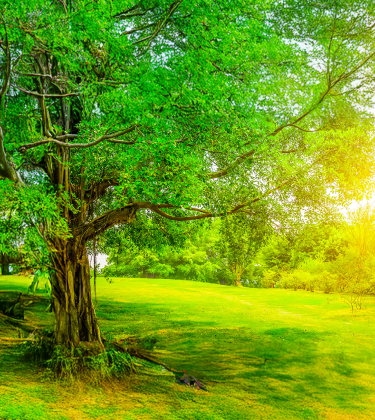 ほしみのパークイメージ画像