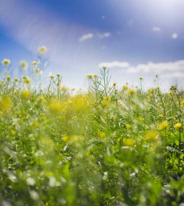 ほしみのパークイメージ画像