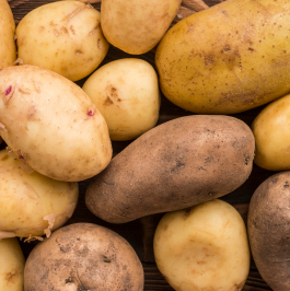 芋ほり大会のお知らせ